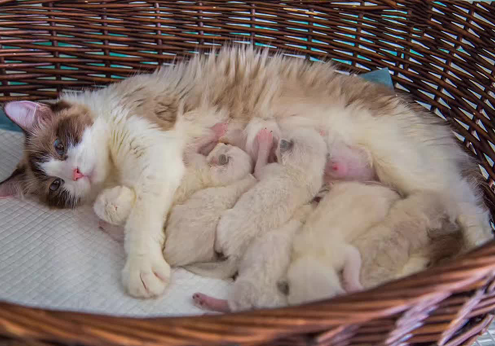 宠物摄影~猫咪咪no1