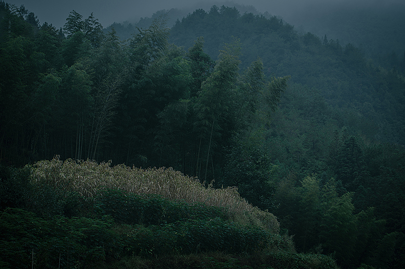 空回首,烟霭纷纷。
