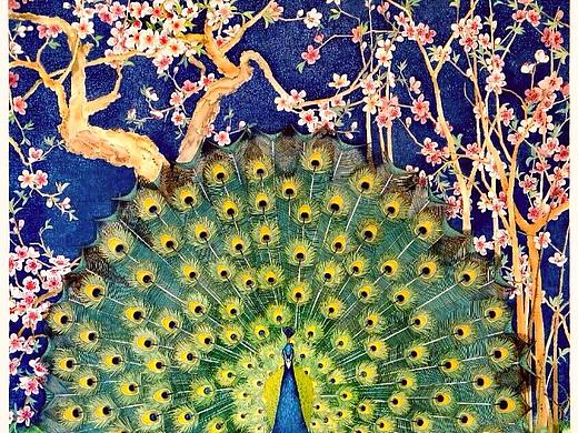 孔雀开屏~争奇斗艳