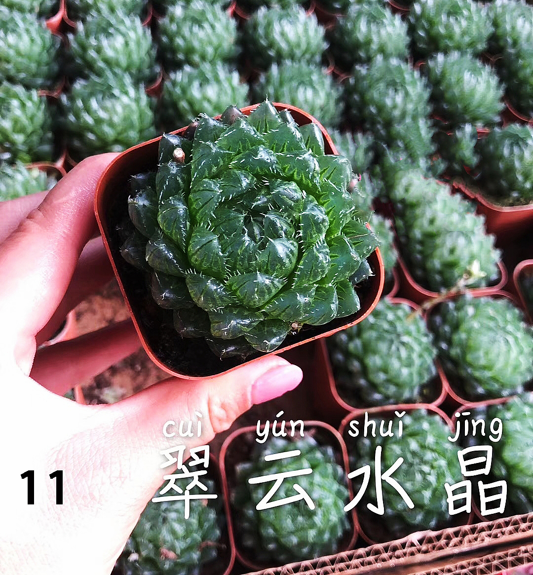 云南东南亚多肉绿植（图ZMTU1NDUxODQw） - 产品摄影 - 站酷设计师绿植玩家原创素材 - 站酷ZCOOL