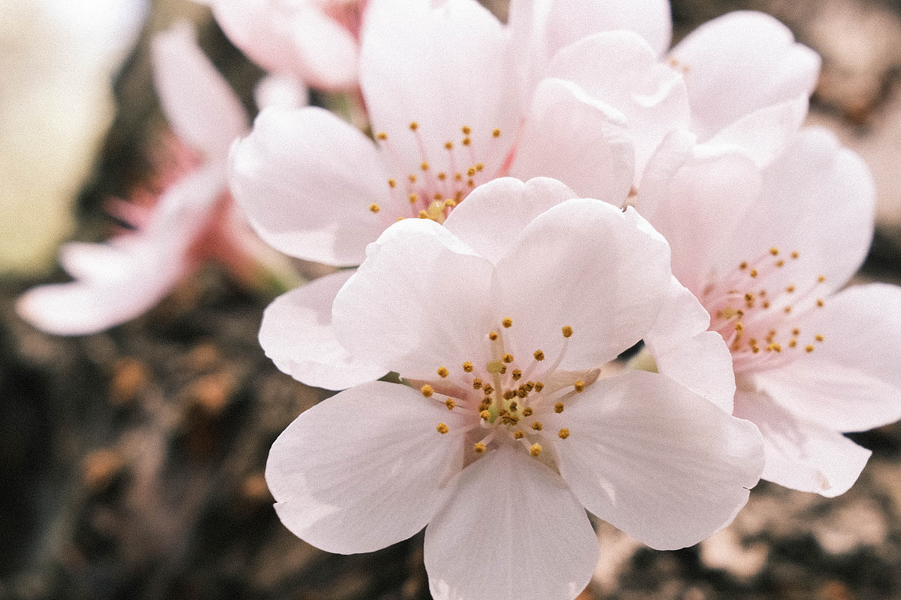 关于赏花这件事🌸（图ZMjkzOTk2NzQw） - 风光摄影 - 站酷设计师会拍照的葡萄原创素材 - 站酷ZCOOL