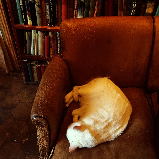 店里的猫睡的好香