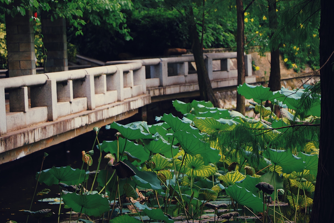 人闲夏日懒,浮生半日闲