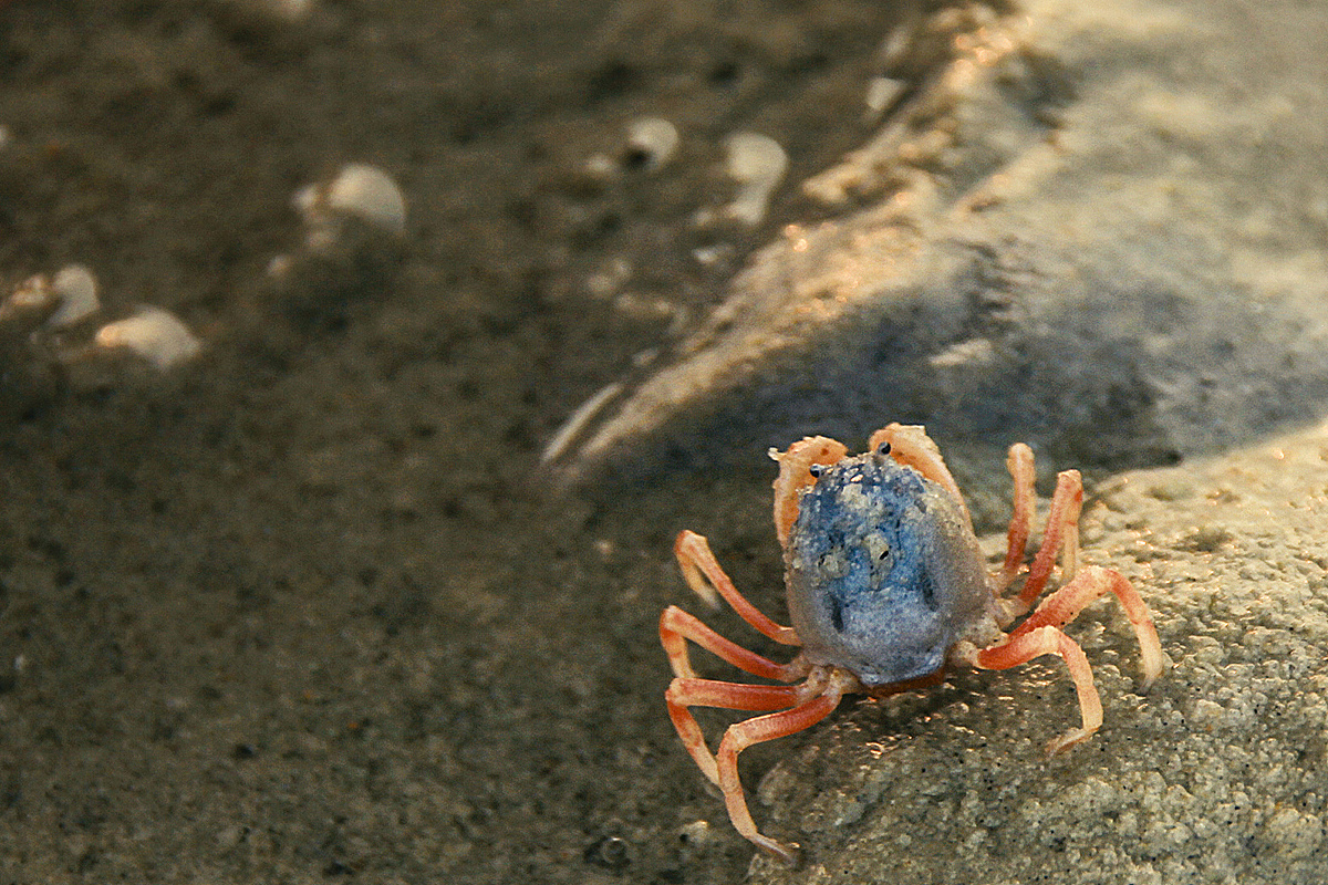 喵小姐 沙蟹 狻猊 小猪 犀牛