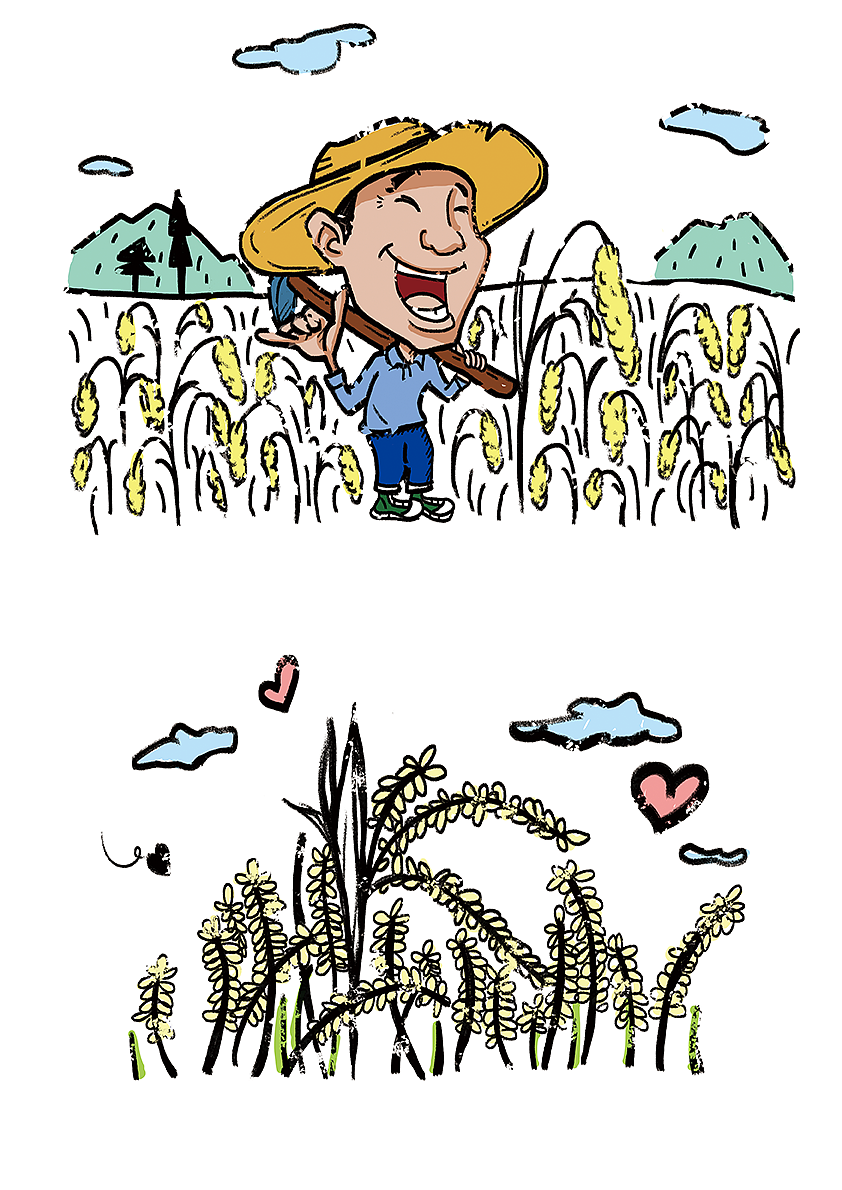 小米农作物包装插画