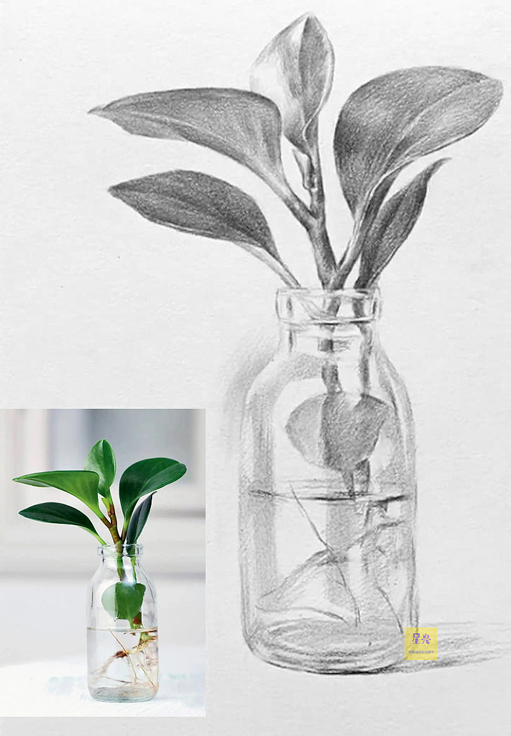 植物绘画豆瓣绿详细步骤