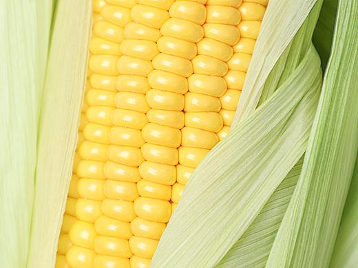 有机玉米