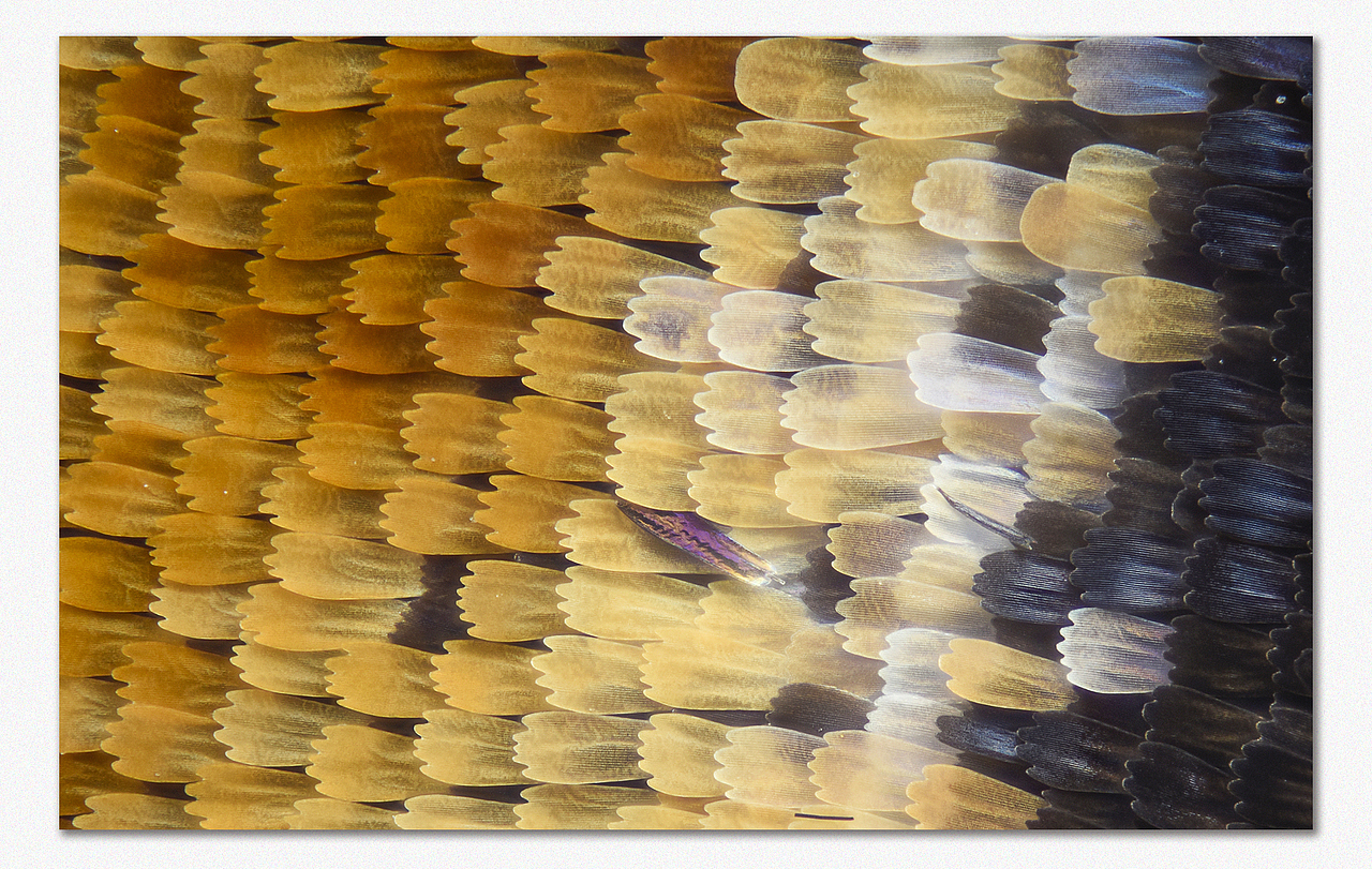 一组超微蝴蝶翅膀鳞片