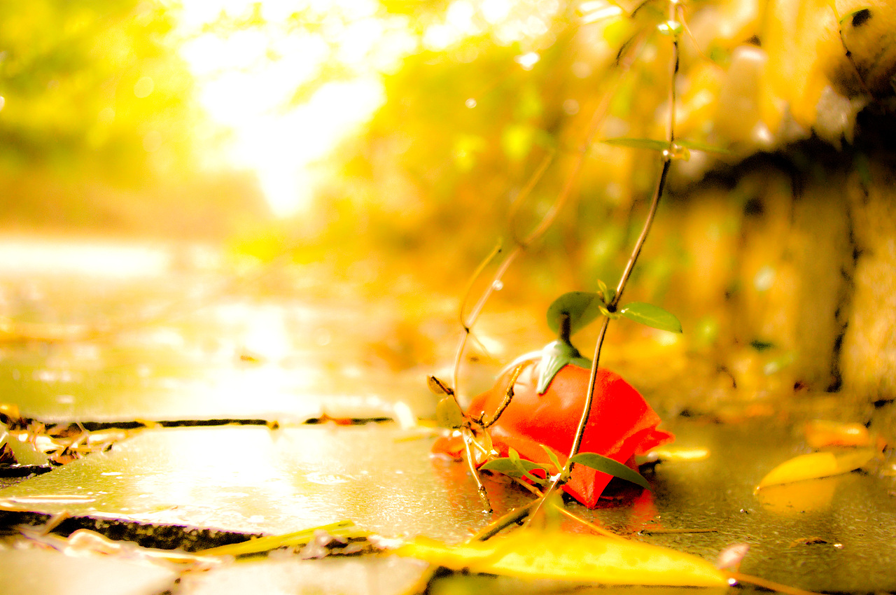 遗失在校园里的爱情（图ZMjU5NTc1Mg==） - 风光摄影 - 站酷设计师穆青雨原创素材 - 站酷ZCOOL