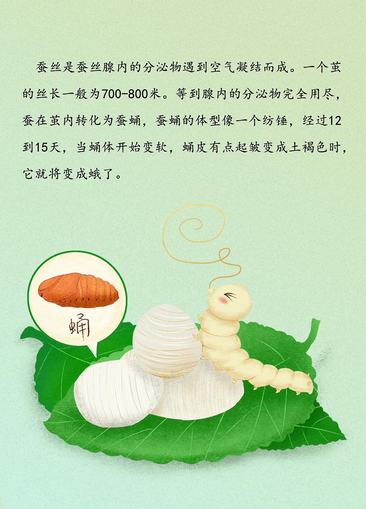 关于蚕宝宝的那些事