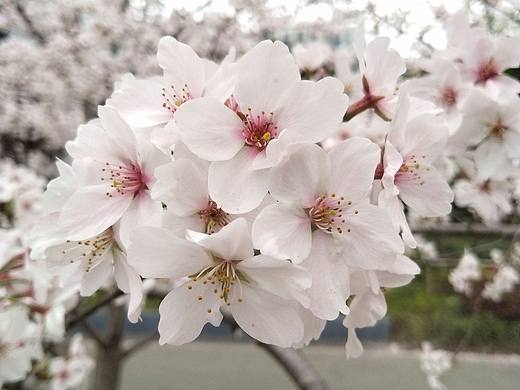 汶水路地铁站旁.樱花美景。（个人主页-ZNjgyMjA1MzY=） - 风光摄影 - 站酷设计师东逛西摄原创素材 - 站酷ZCOOL