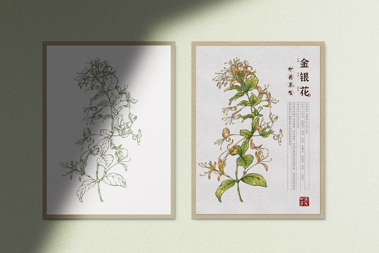 本草纲目-中草药手绘插画图鉴