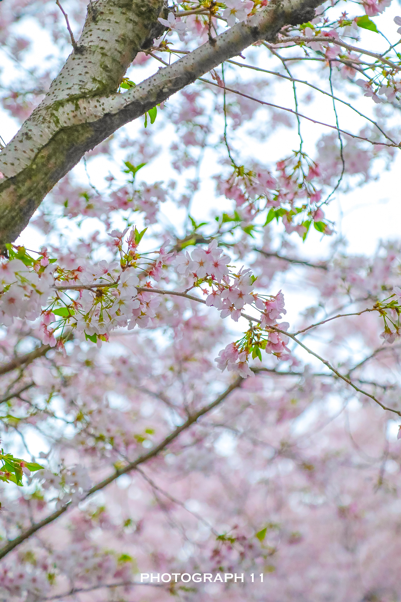 樱花的季节（图ZMzM1OTQ4NTc2） - 风光摄影 - 站酷设计师11ELEVEN原创素材 - 站酷ZCOOL