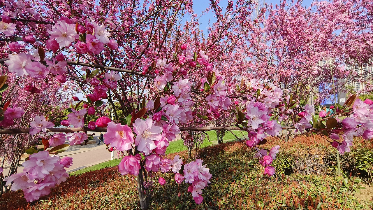 省耕公园--海棠花