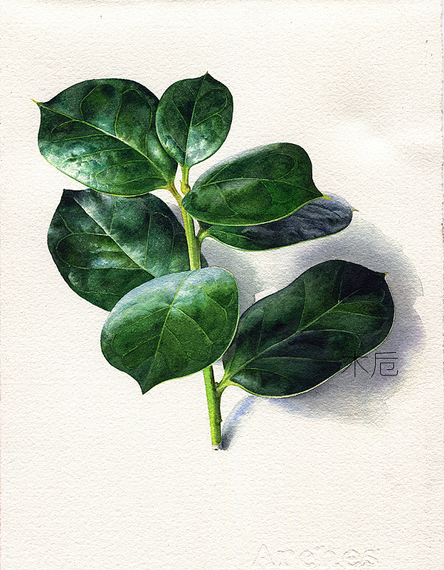 2017的一些水彩植物