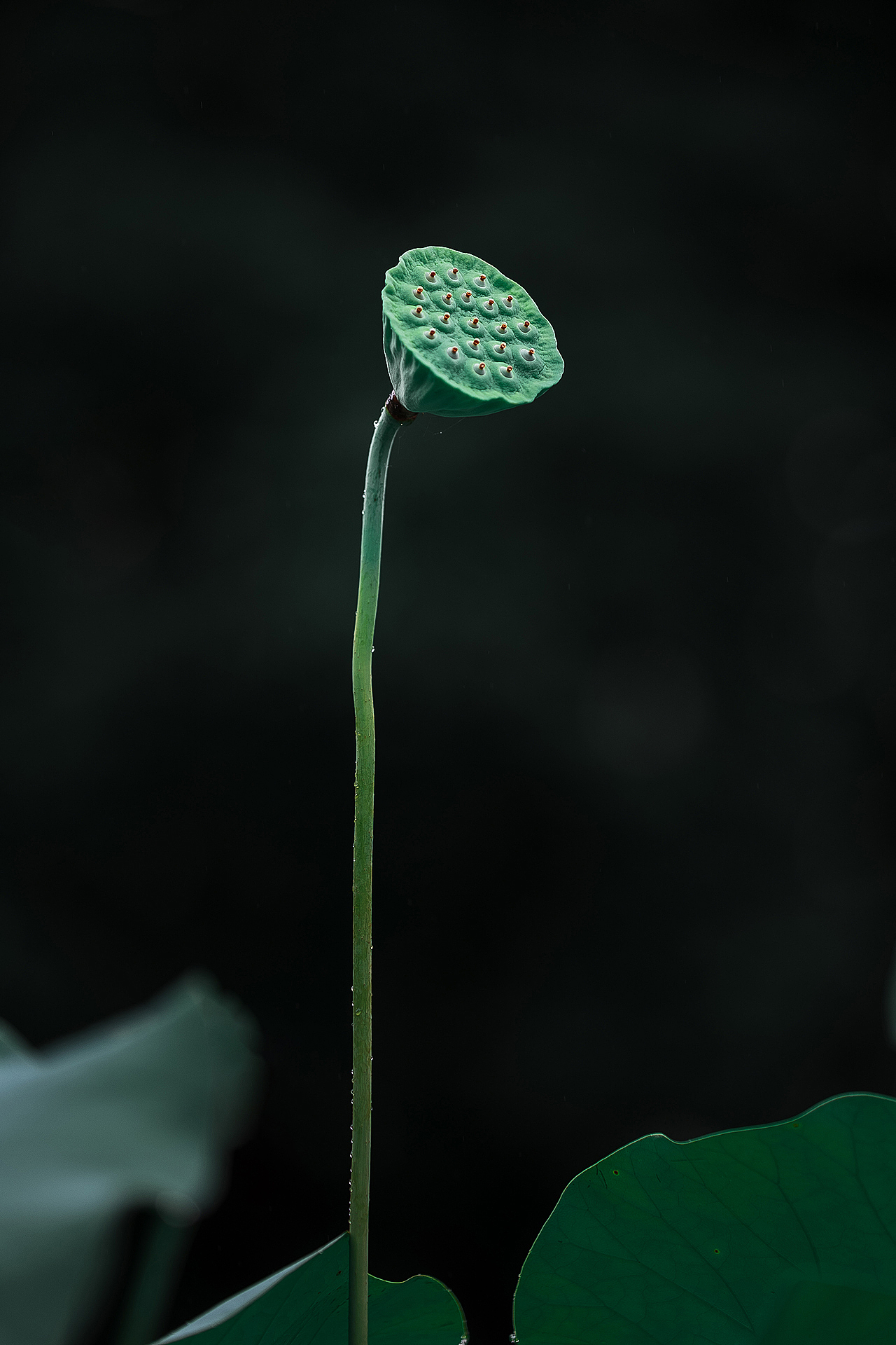 荷花之美，在于拍摄者的心境，和欣赏者的意境（图ZMjYxNDY4Mzk2） - 风光摄影 - 站酷设计师Alex1205原创素材 - 站酷ZCOOL