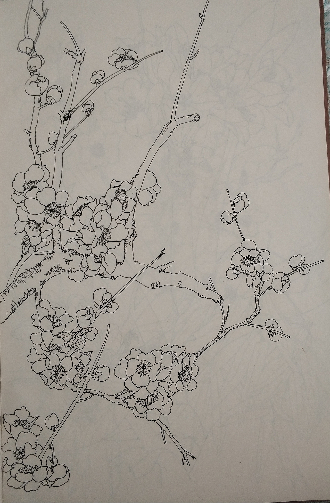 花鸟(写生)手绘小稿