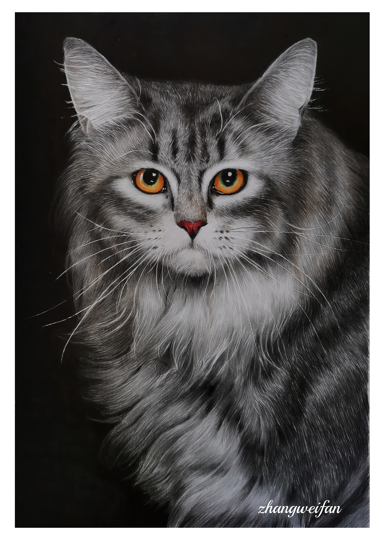 缅因猫