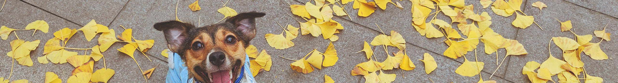 YEAH_M的個人主頁（封面預(yù)覽） - 主頁封面設(shè)置 - 站酷設(shè)計師YEAH_M原創(chuàng)素材 - 站酷ZCOOL