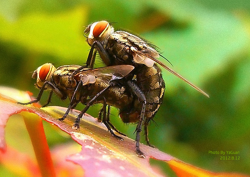 【手机拍摄习作】
