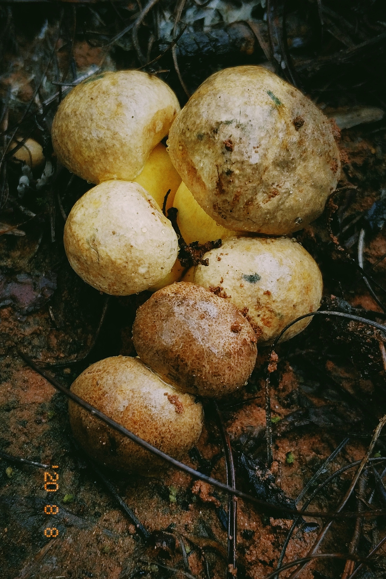 云南野生菌随拍