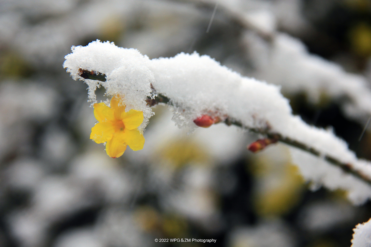 《 瑞雪迎春 》