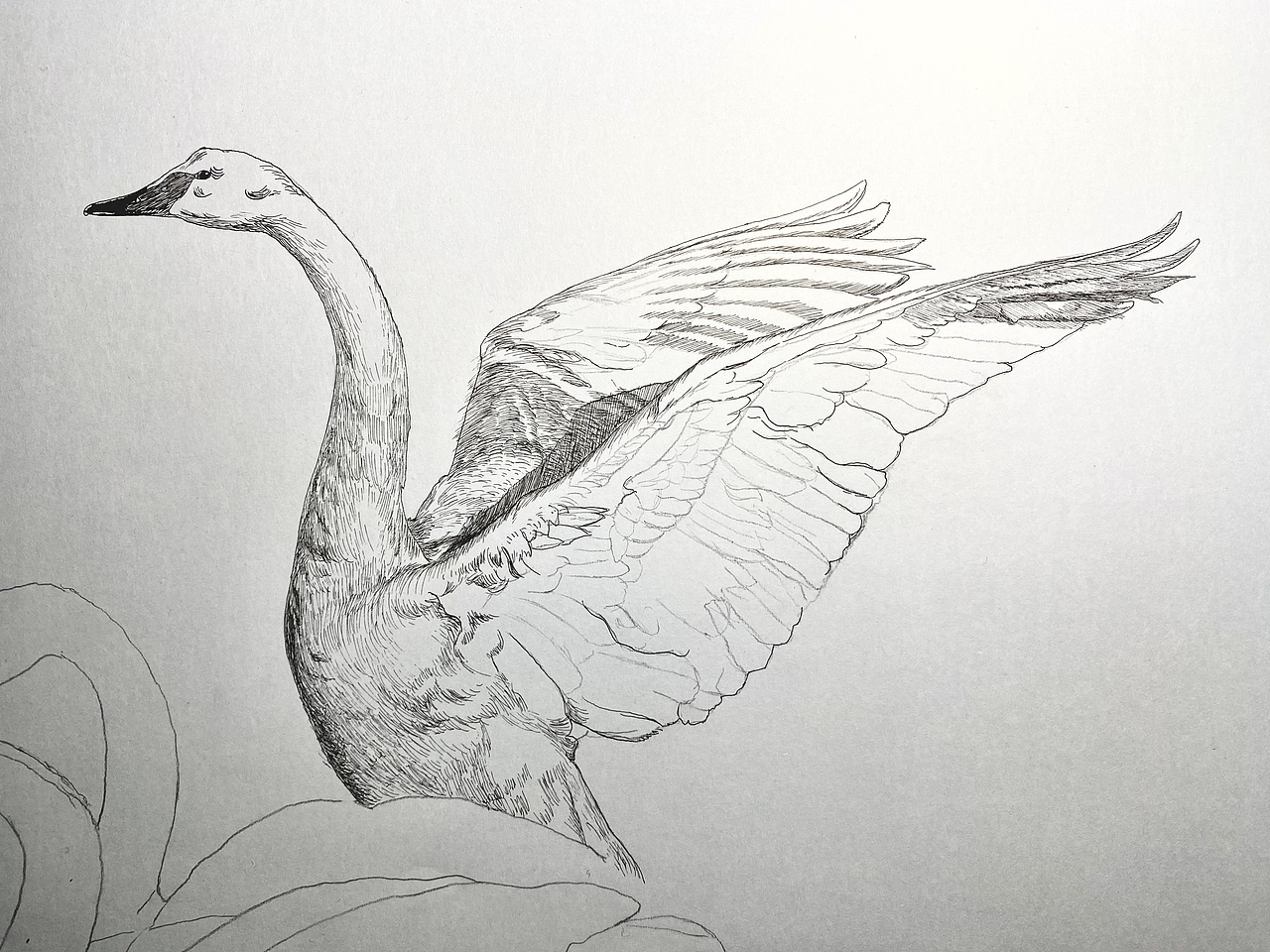 钢笔画《五朵金花》（图ZMzU4NTc3MzY4） - 绘画 - 站酷设计师哲艺原创素材 - 站酷ZCOOL