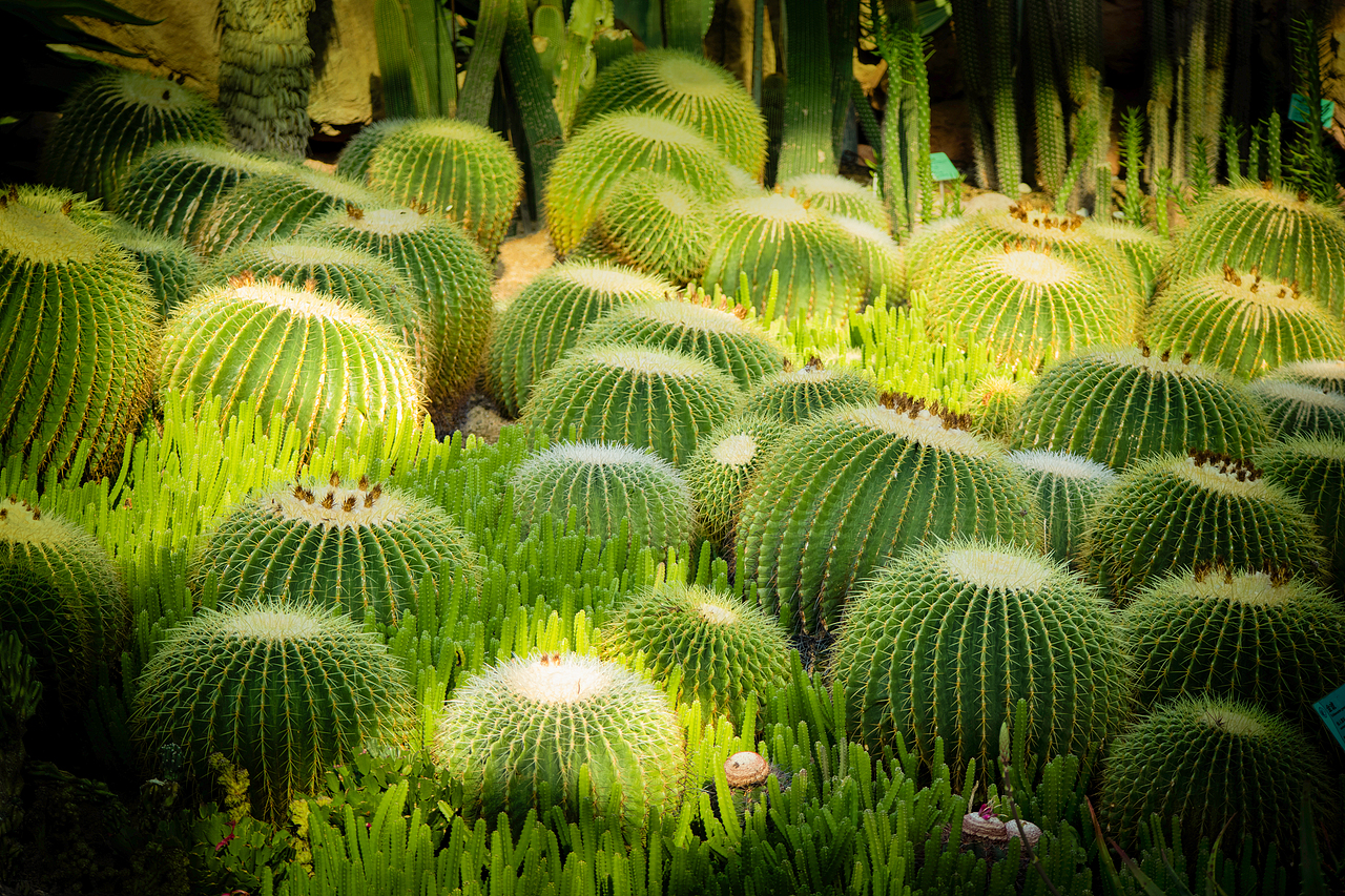 植物（图ZMzMyODQ0MDU2） - 风光摄影 - 站酷设计师千柚橘原创素材 - 站酷ZCOOL