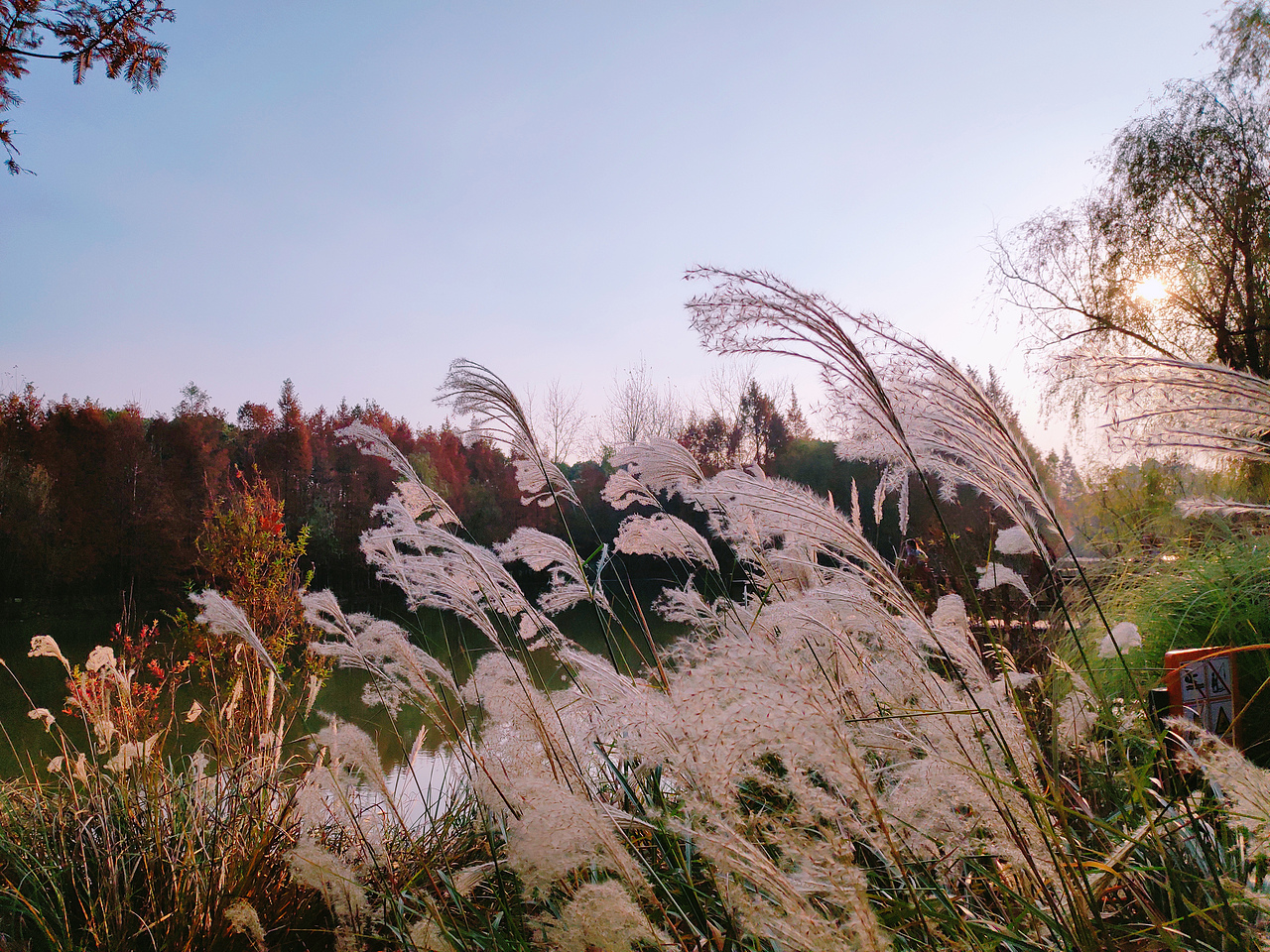 蒹葭苍苍,白露为霜