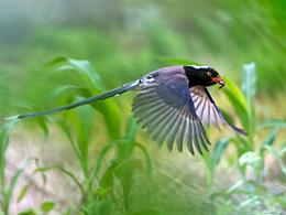 望江县鸦滩镇鸟类资源