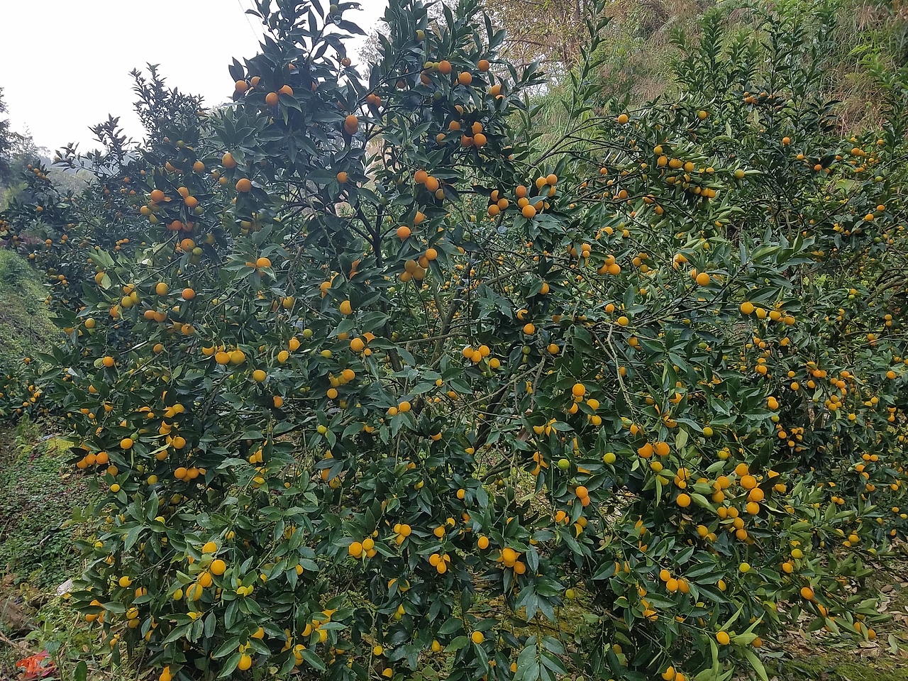 老男人果品融安金桔