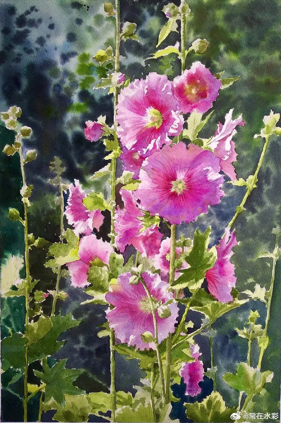 常在水彩蜀葵花合集1