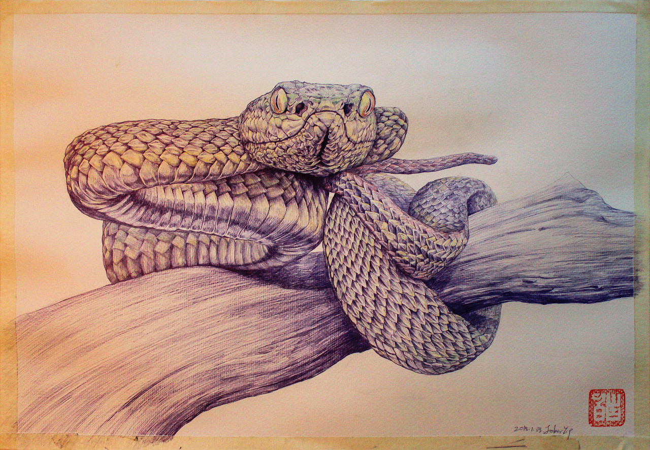 这是一条蛇|纯艺术|绘画|吃了伯里曼 - 原创作品 - 站酷 (ZCOOL)