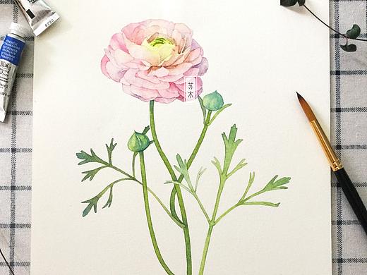 温柔的花毛茛。