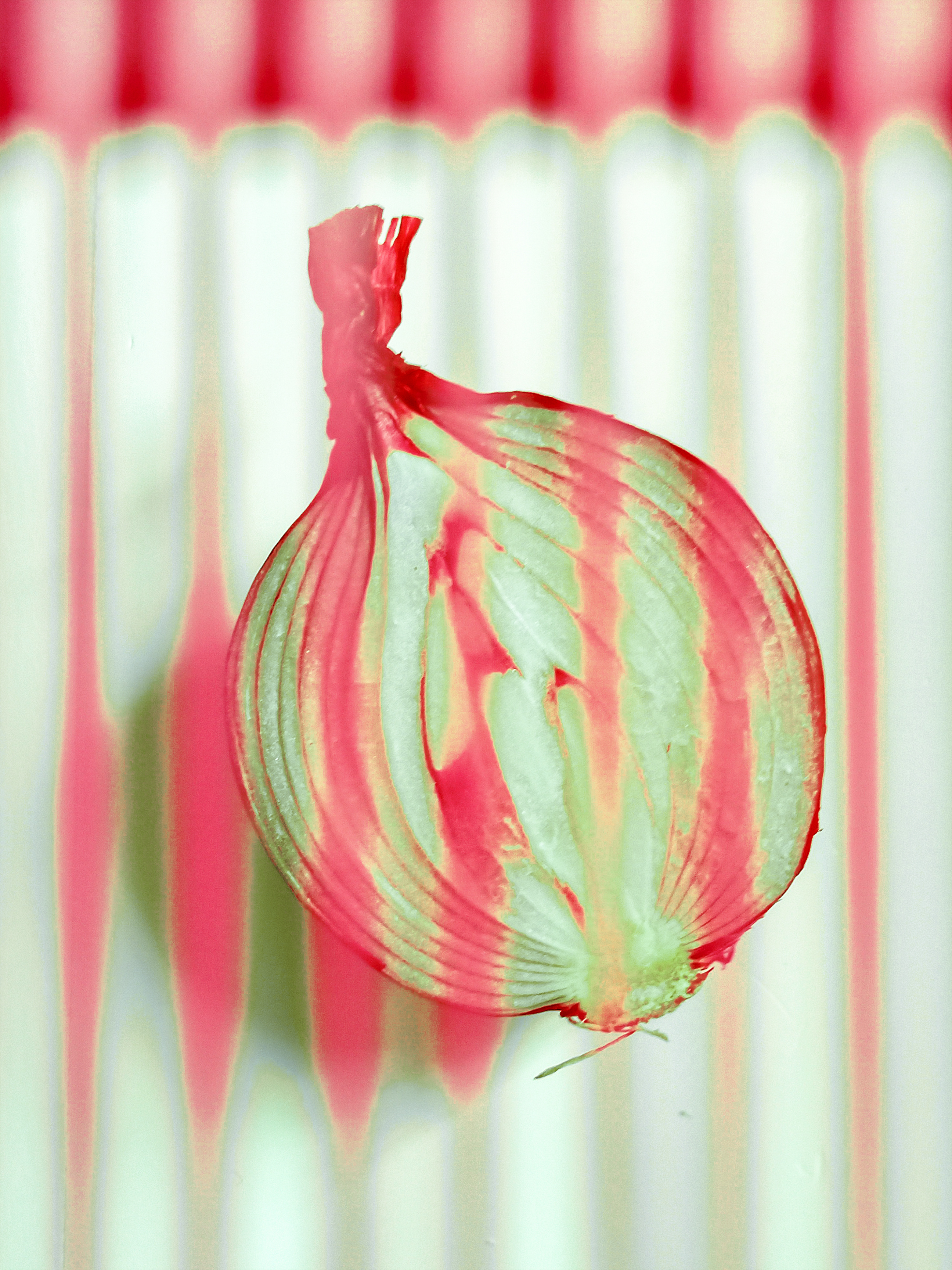 摄影-洋葱|摄影|静物|发酵的益生菌 - 原创作品 - 站酷 (zcool)