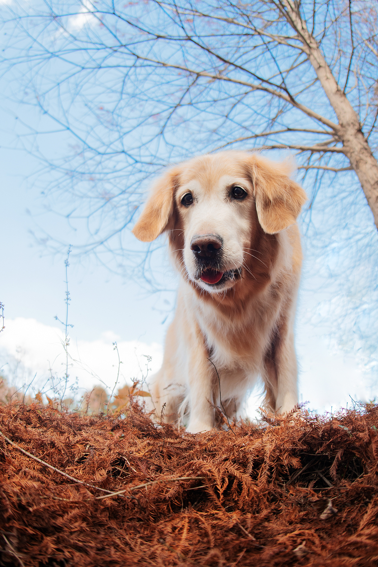 13岁的金毛姑娘俏妞【均木纪实宠物摄影】