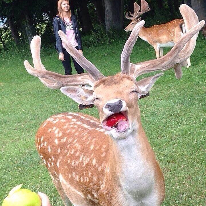 微笑的梅花鹿（图ZMTM0MTQ5MDcy） - 新锐潮流插画 - 站酷设计师贪吉原创素材 - 站酷ZCOOL