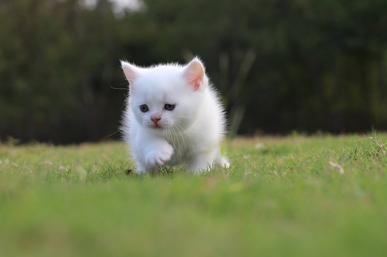 801英短纯白-母-34day565g双血统 纯白英短