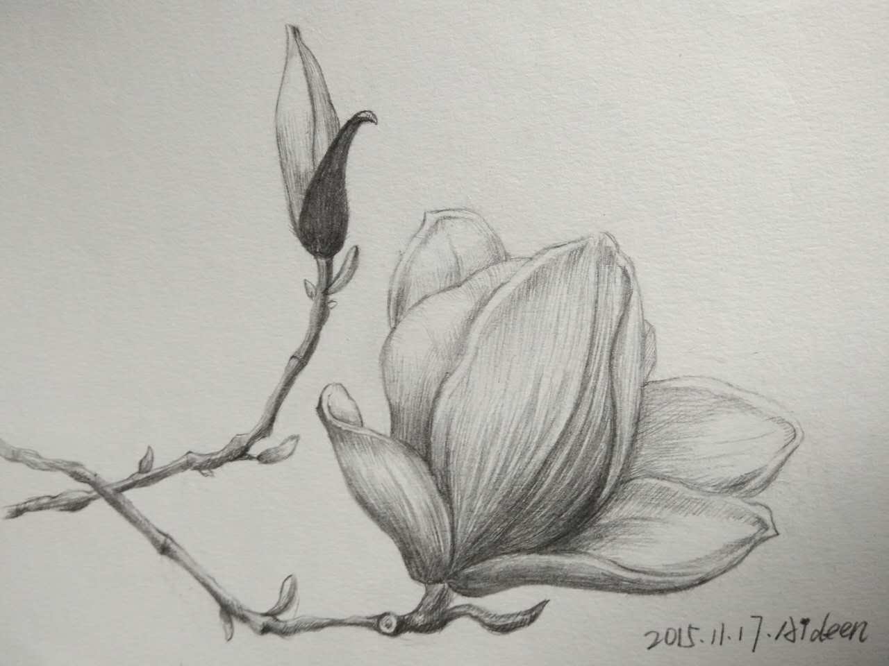 铅笔画花卉速描图片