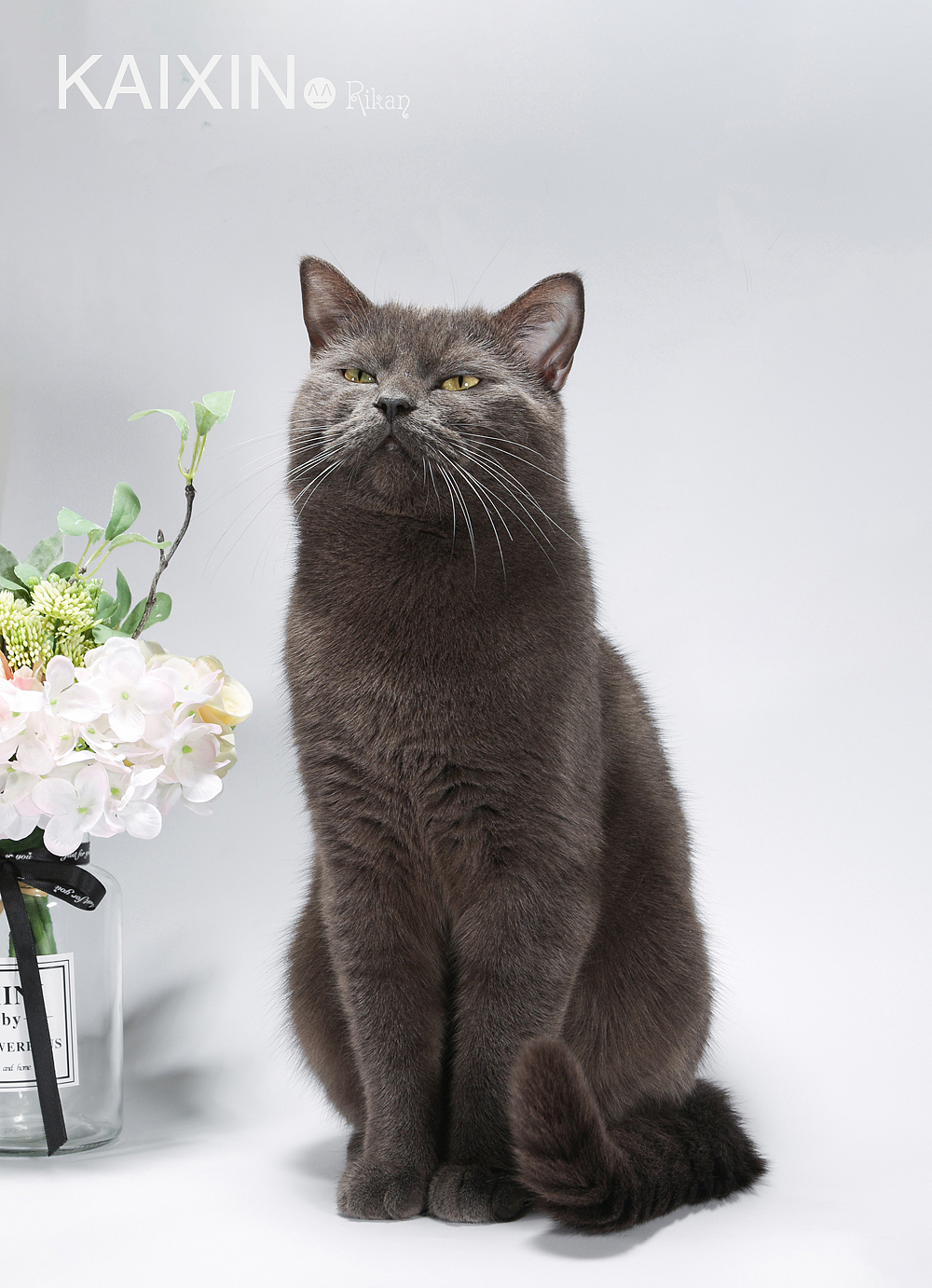 猫咪 宠物摄影 家有猫咪（图ZMTU2Njc1NDQ4） - 宠物摄影 - 站酷设计师花田里的喵星人原创素材 - 站酷ZCOOL