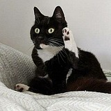橘猫几斤的头像