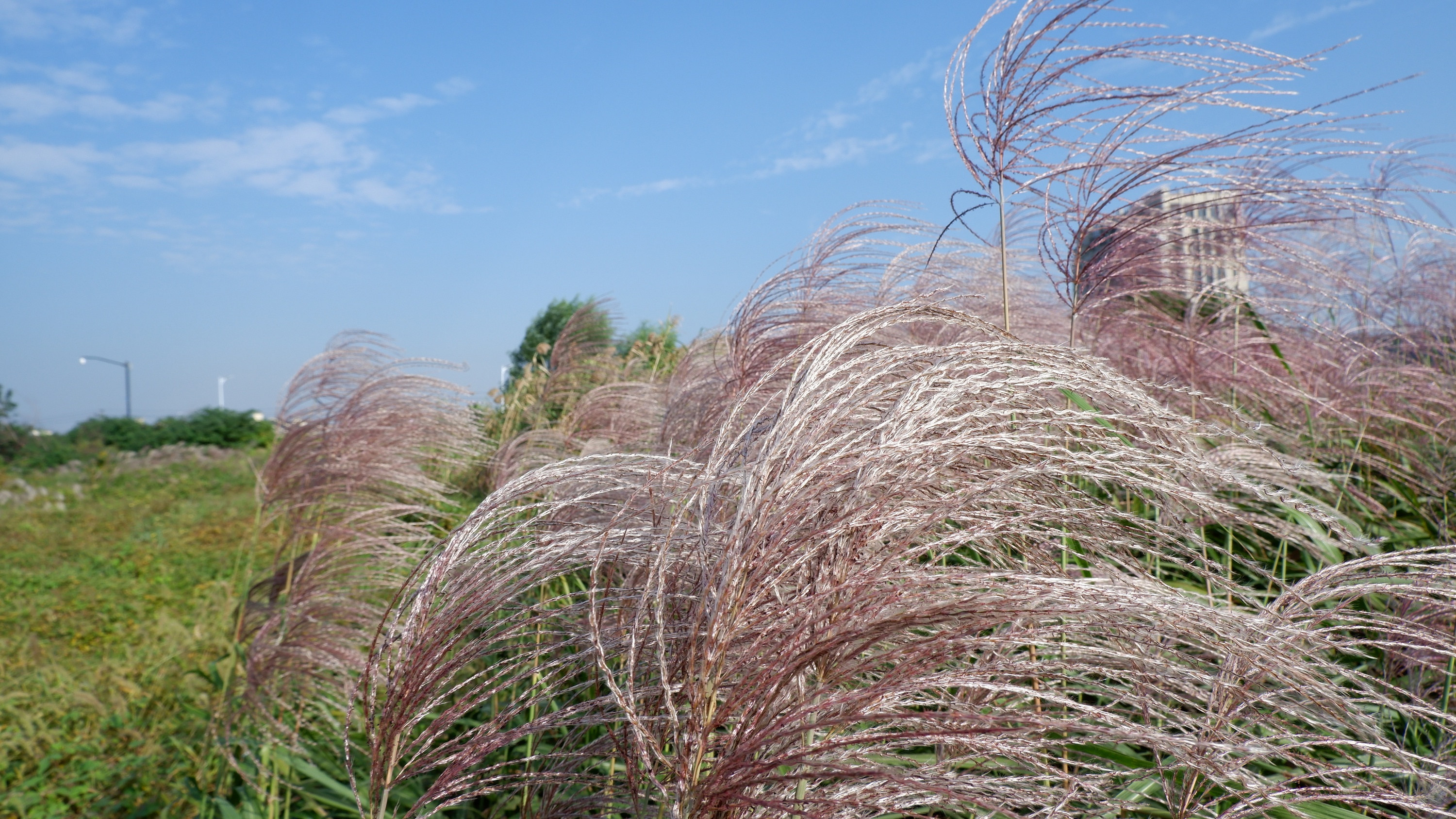 芦苇|摄影|风光摄影|宫小xi - 原创作品 - 站酷 (zcool)