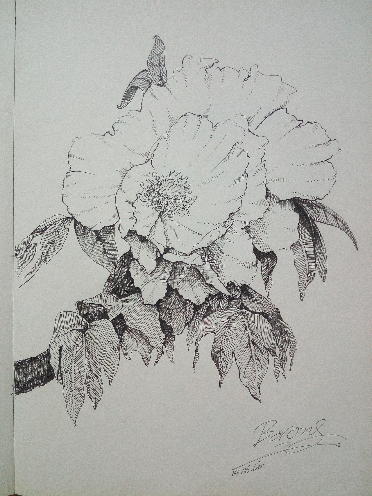 手绘大集合(中性笔绘画)