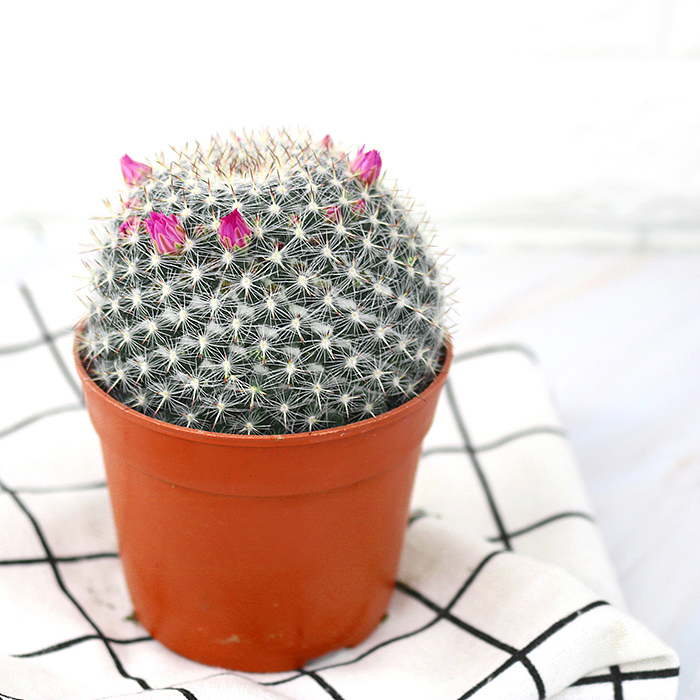 仙人掌-绿植-植物（图ZMTQyNzk1ODE2） - 产品摄影 - 站酷设计师糖少爷原创素材 - 站酷ZCOOL