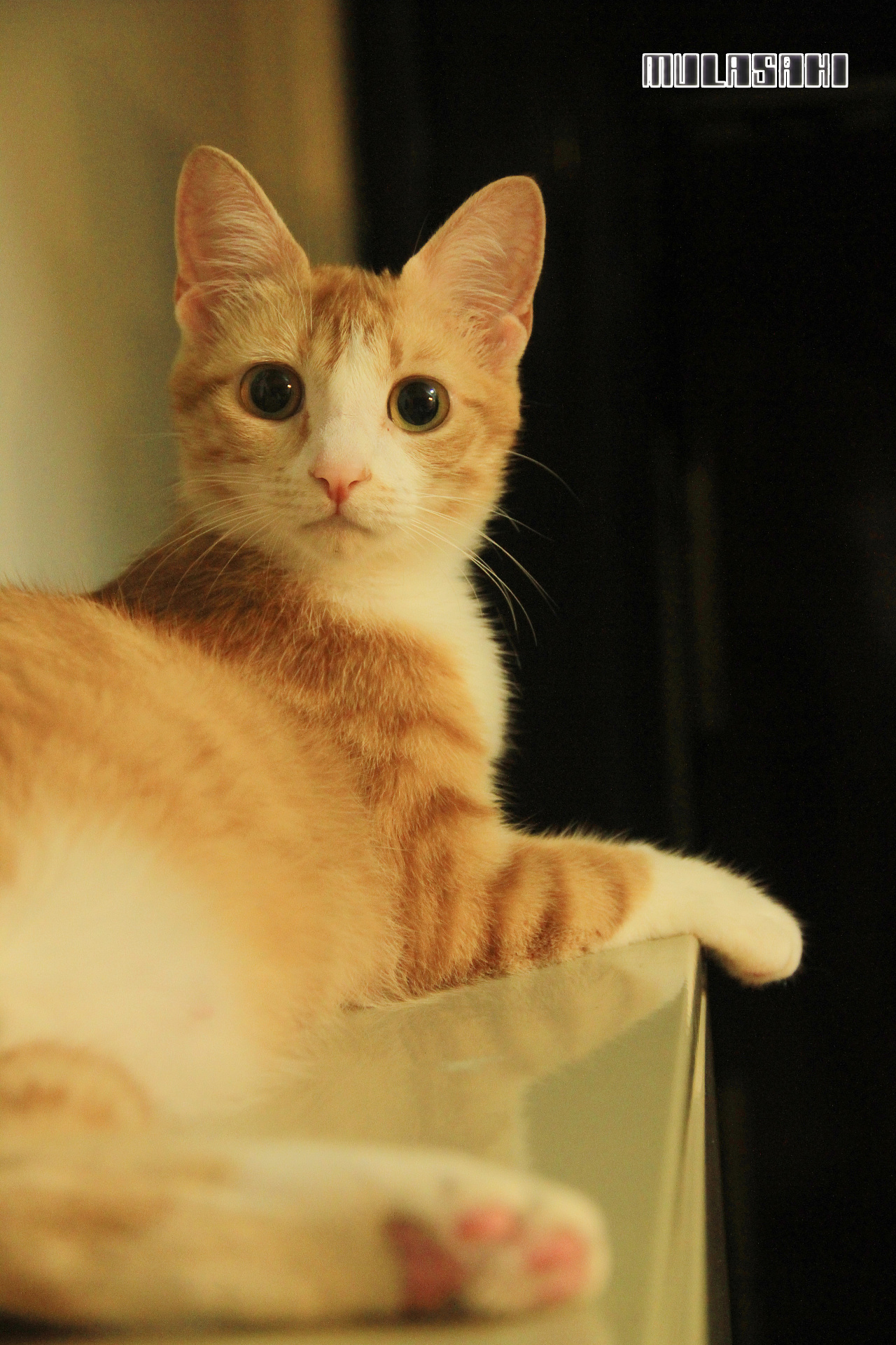 黄油和玉丸の小日子