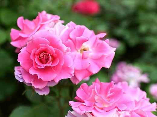 五月的月季如玫瑰般灿烂