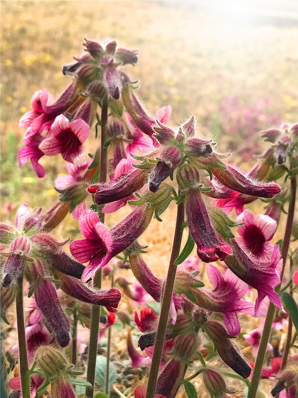 刘勇良手机纪实摄影:盛开的地黄花