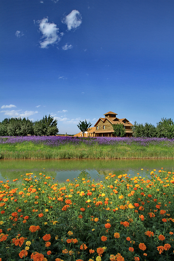 中国的普罗旺斯——宁夏中卫金沙岛