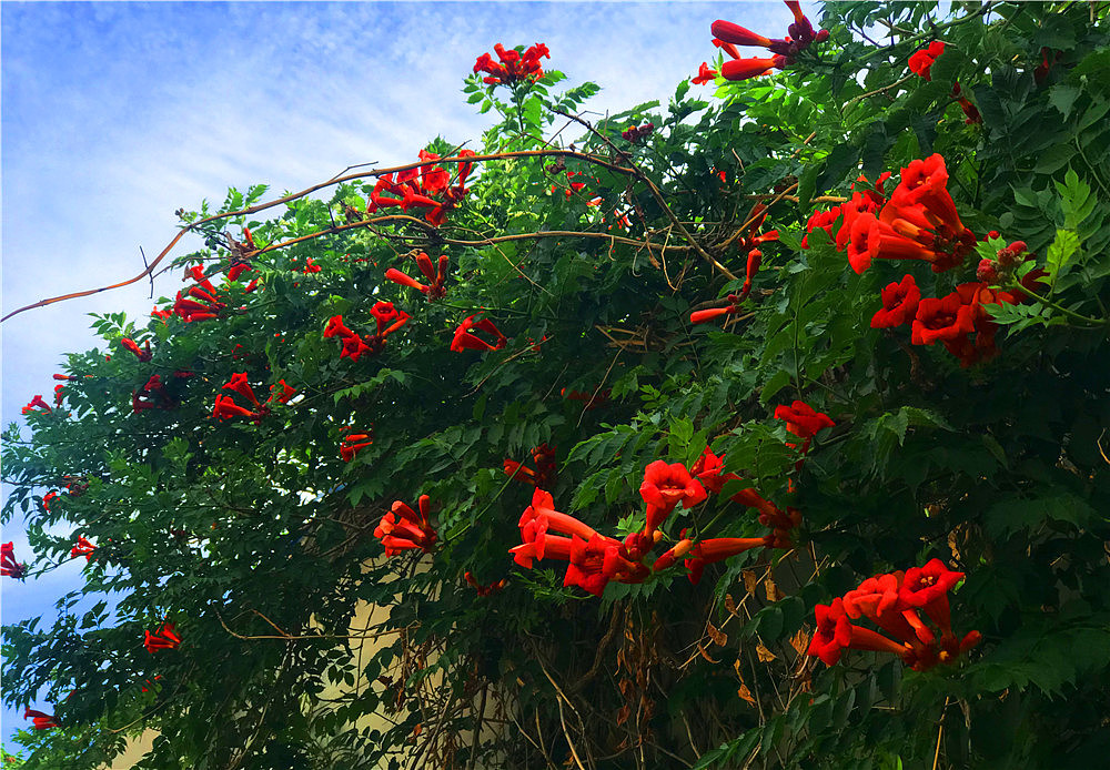 刘勇良手机纪实摄影:盛开的凌霄花