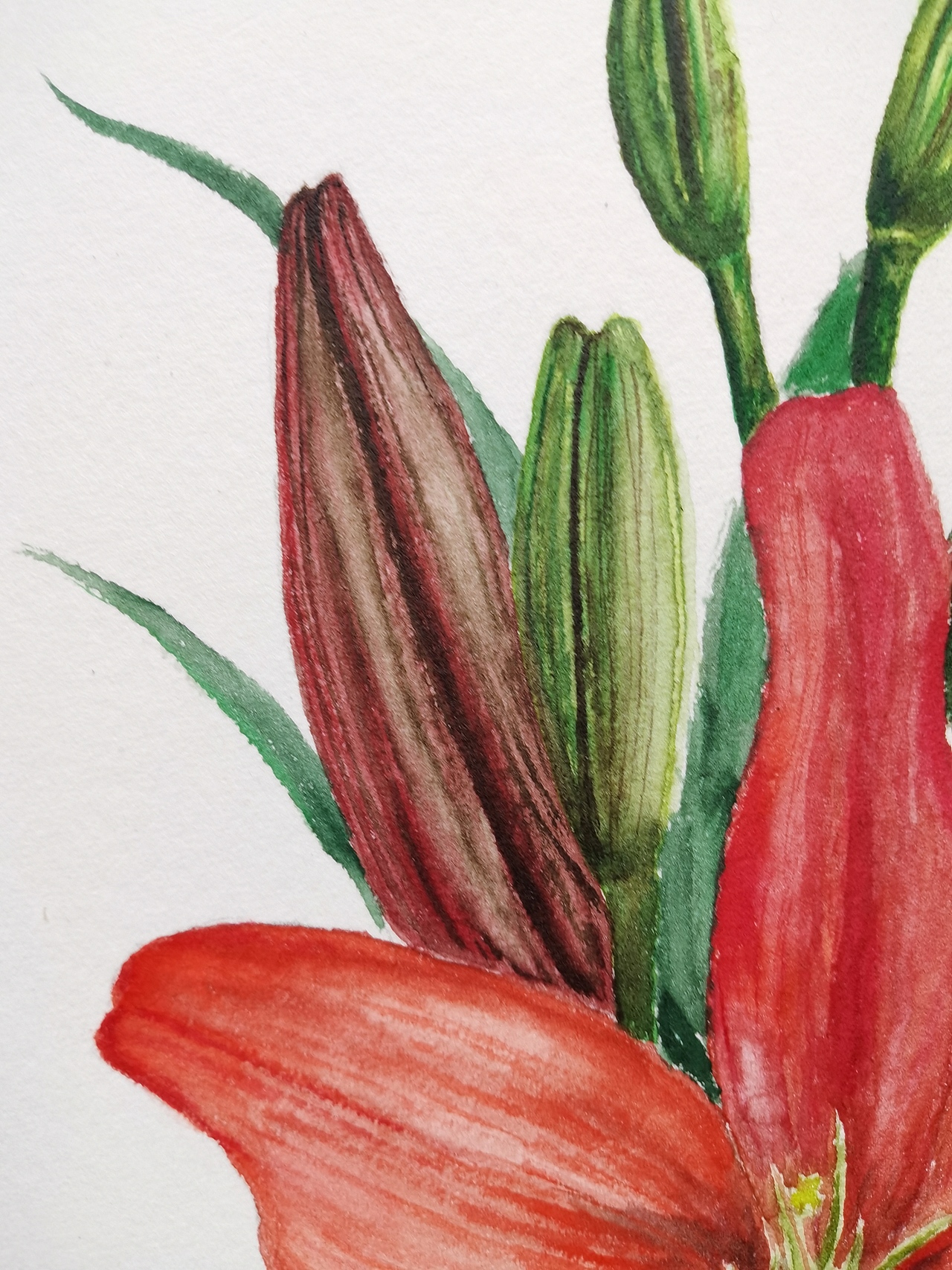 原创水彩花卉作品（图ZMjg3ODYwODcy） - 艺术插画 - 站酷设计师夏天的画原创素材 - 站酷ZCOOL